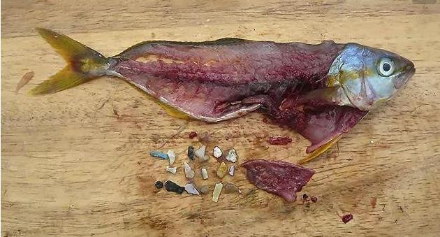 震驚！首次確認(rèn)：人體已被微塑料污染！